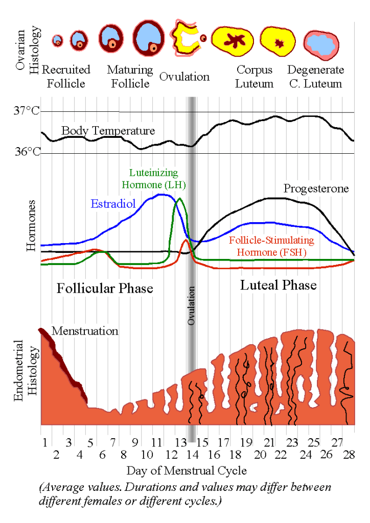 female menstrual cycle